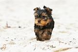 YORKSHIRE TERRIER 055